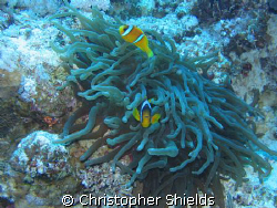 Mexican Standoff clown fish not standing down! Sharm El S... by Christopher Shields 